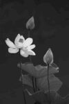 黑白荷花绽放之美