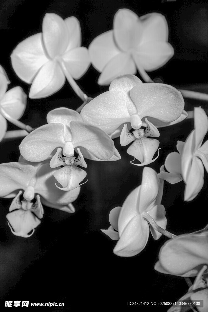 黑白优雅兰花特写