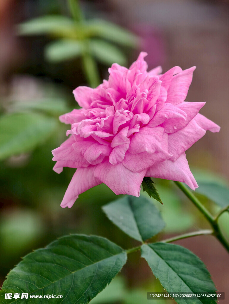 娇艳粉色月季花特写