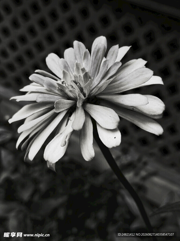 黑白单朵菊花特写