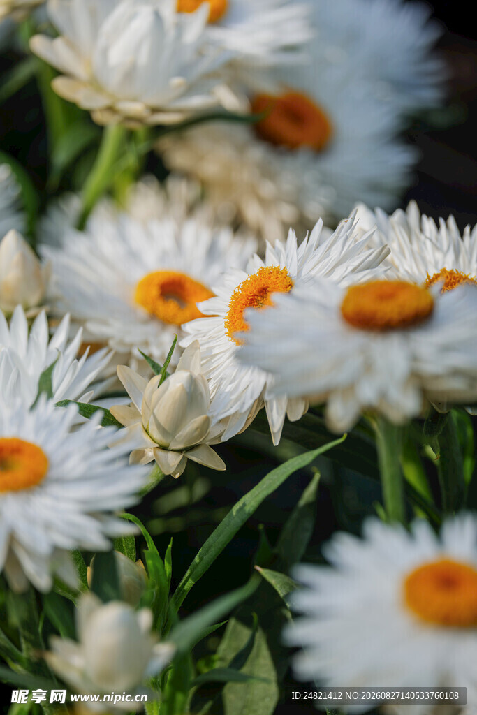 白色雏菊绽放