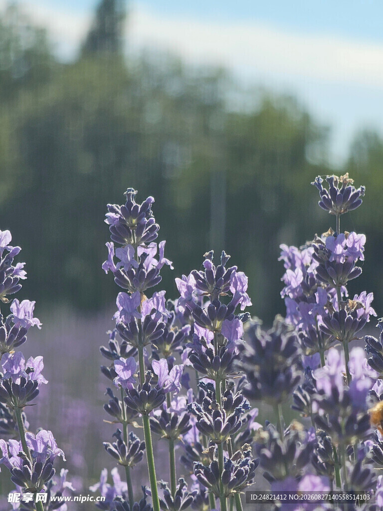 紫色薰衣草绽放美景