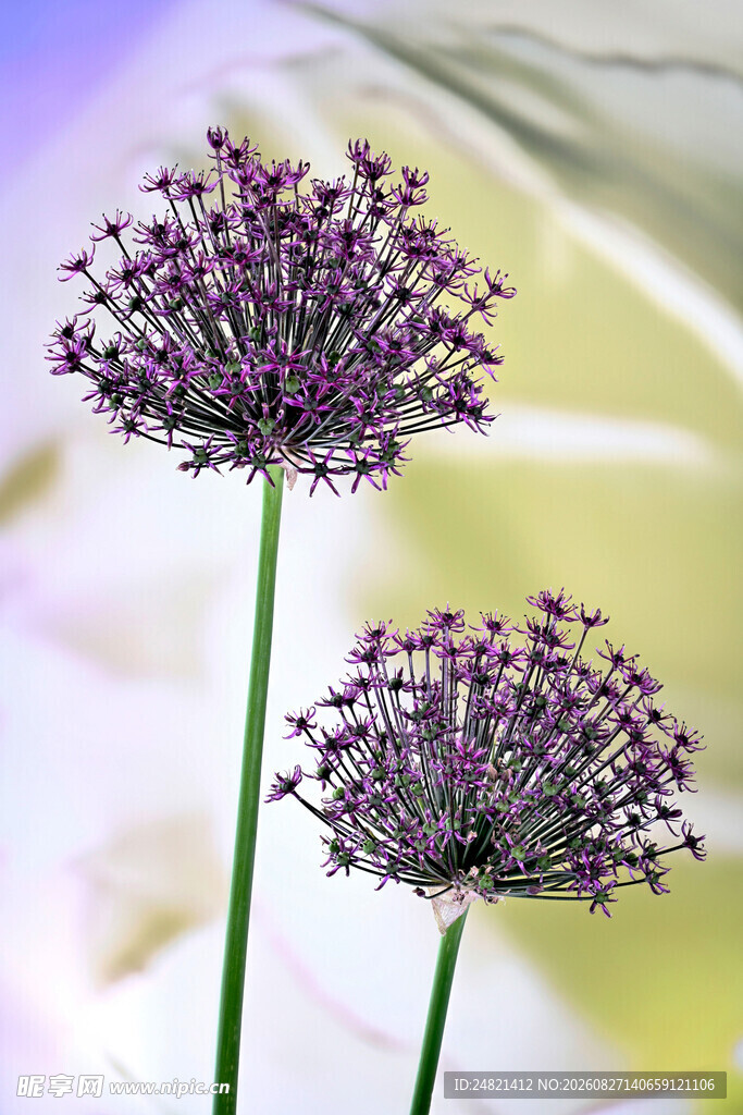 紫色葱属花卉特写