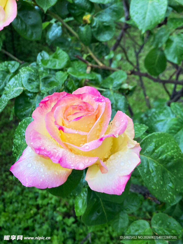 娇艳双色月季花