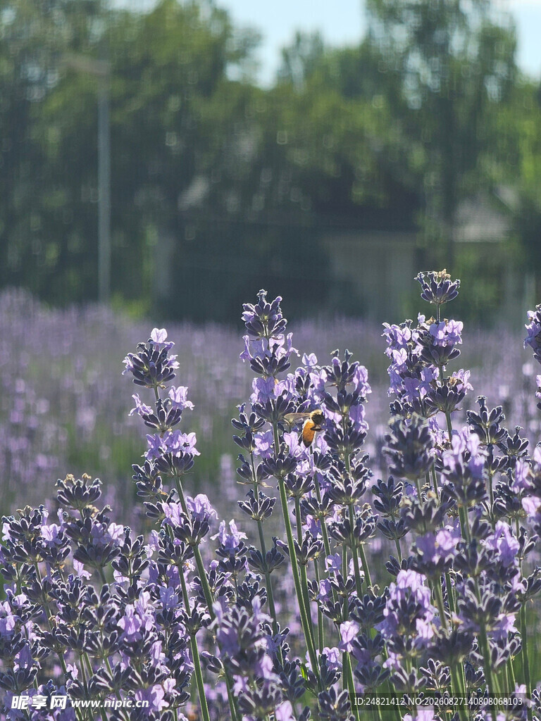 紫色薰衣草花海美景