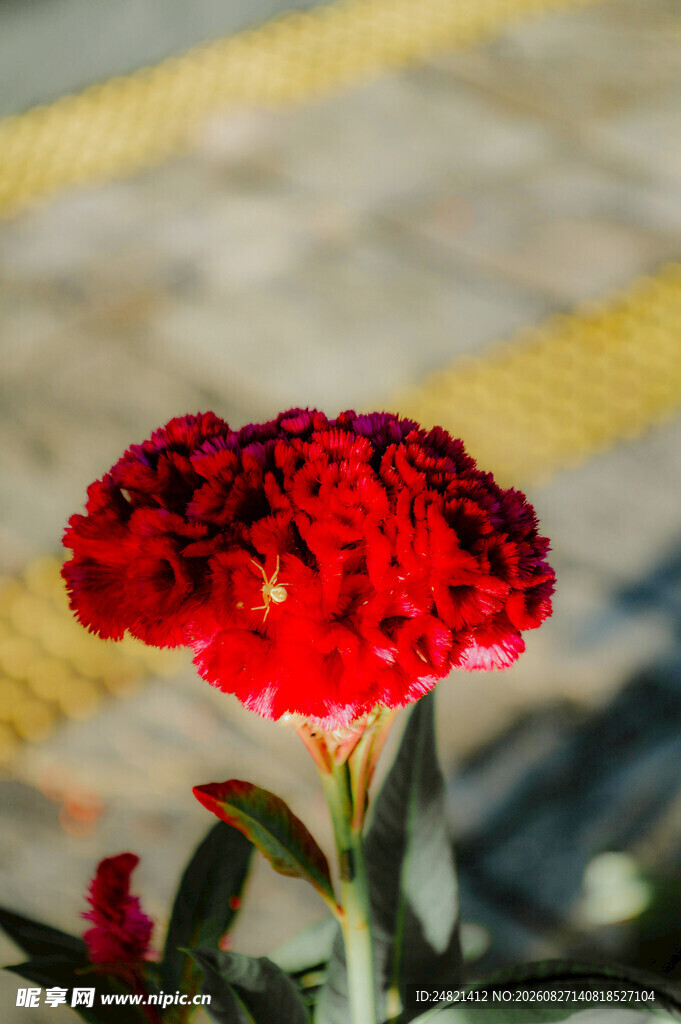 艳丽鸡冠花特写