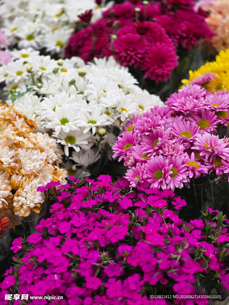 多彩菊花绽放