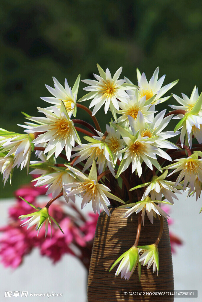 花瓶中的清新雏菊花朵