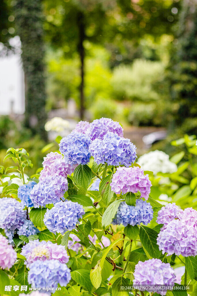 蓝紫绣球花绽放于花园