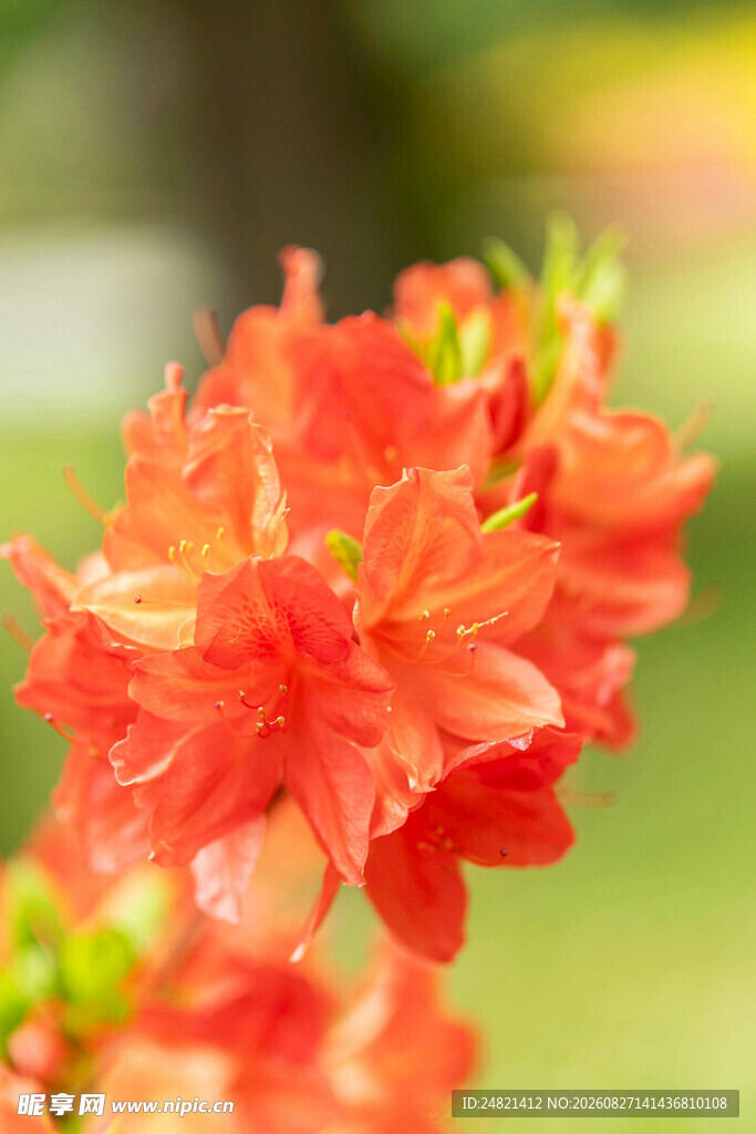 鲜艳橙红杜鹃花绽放