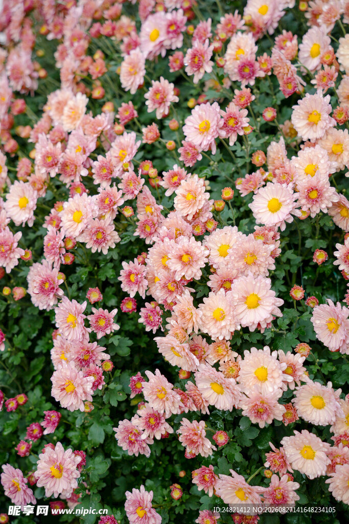 缤纷雏菊绽放美丽花田