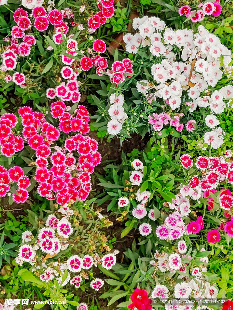 多彩缤纷石竹花绽放