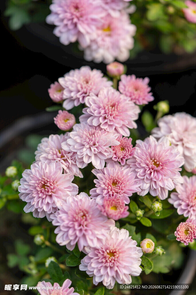 粉色雏菊盆栽花卉特写
