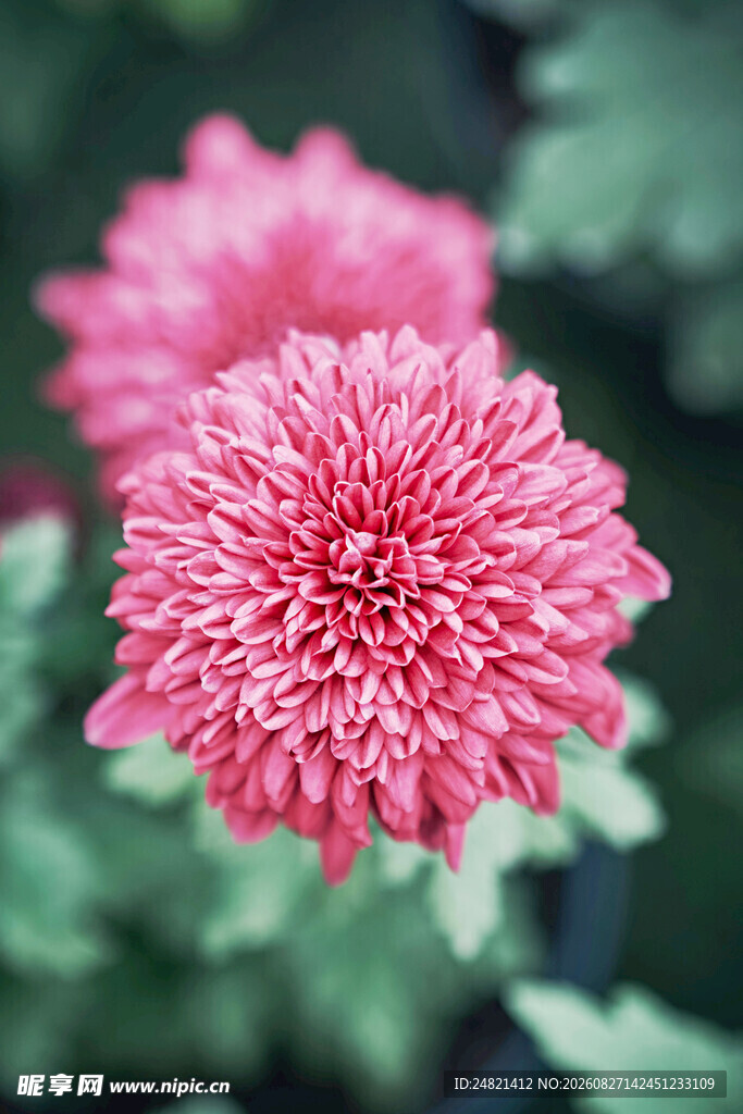 娇艳粉色菊花特写