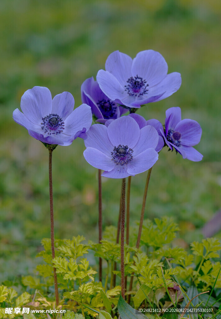 紫色银莲花绽放于草地