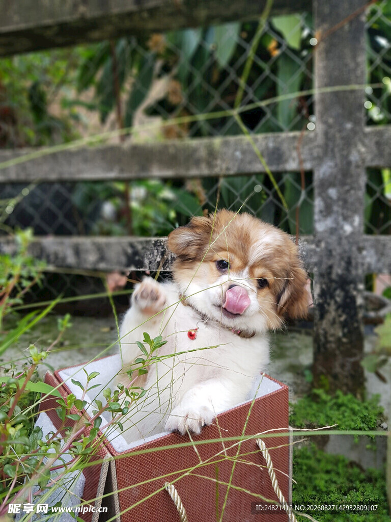 小狗惬意躺盒中赏绿植