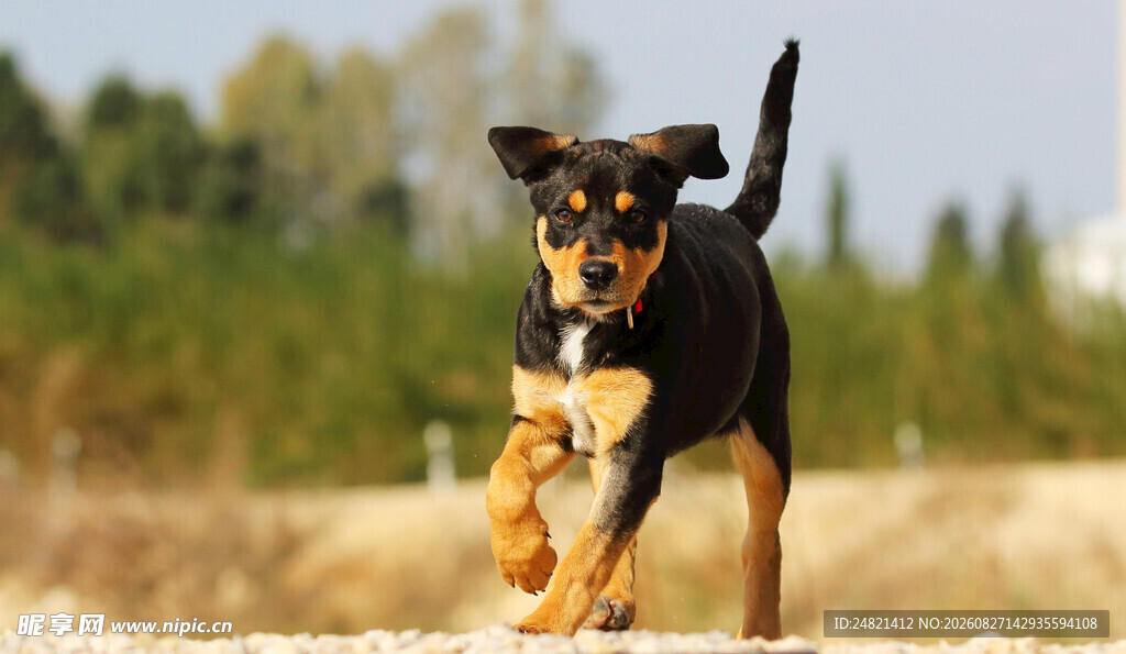 奔跑的萌犬