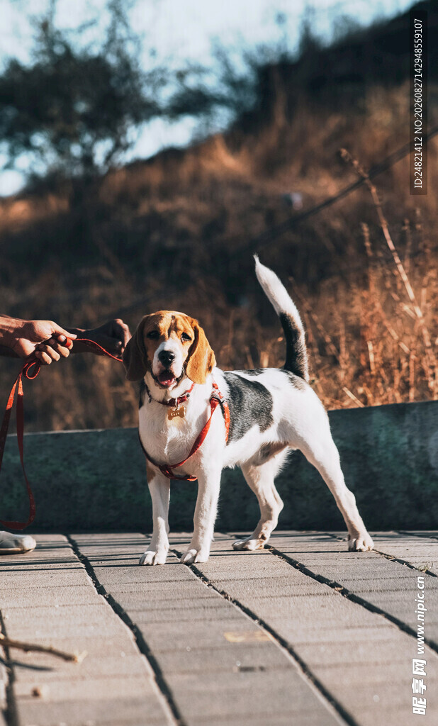 阳光下可爱的小猎犬