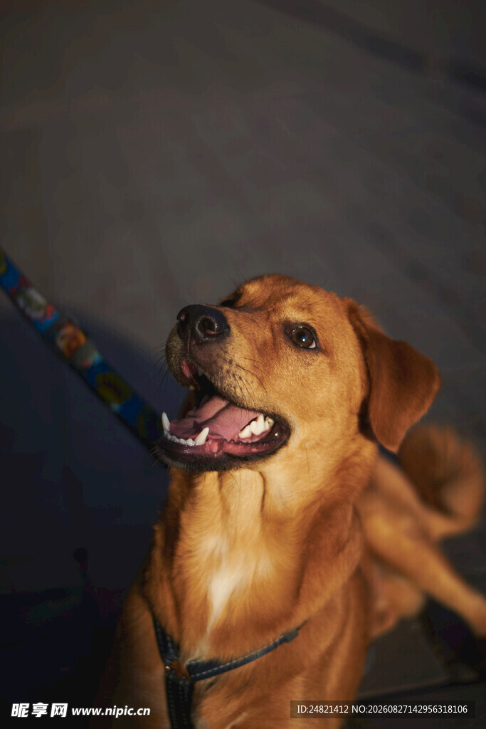 可爱棕犬张嘴露笑