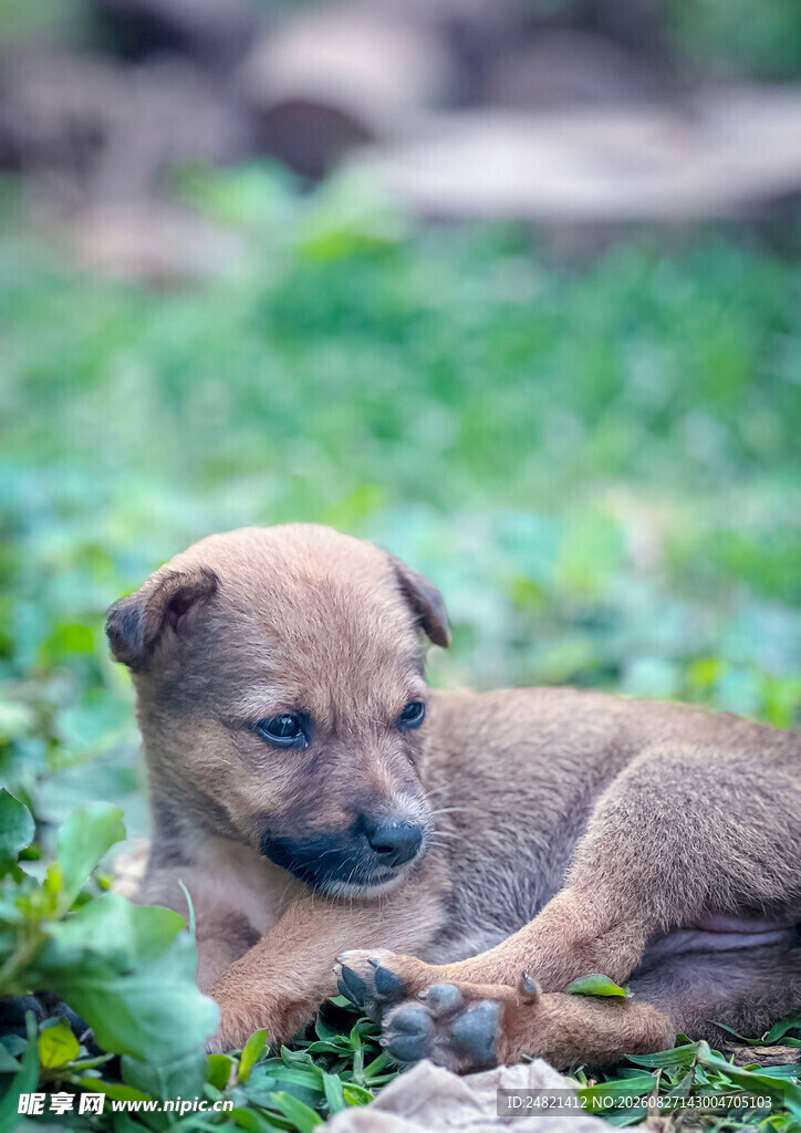 草地上趴着的可爱小幼犬