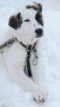 雪地中的可爱系宠物犬