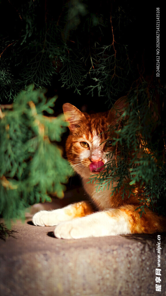 圣诞装扮的猫咪