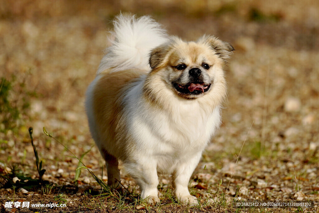 可爱博美犬在户外漫步