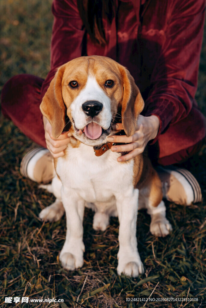 人与萌犬温馨互动瞬间