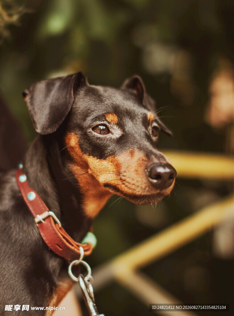 帅气杜宾犬