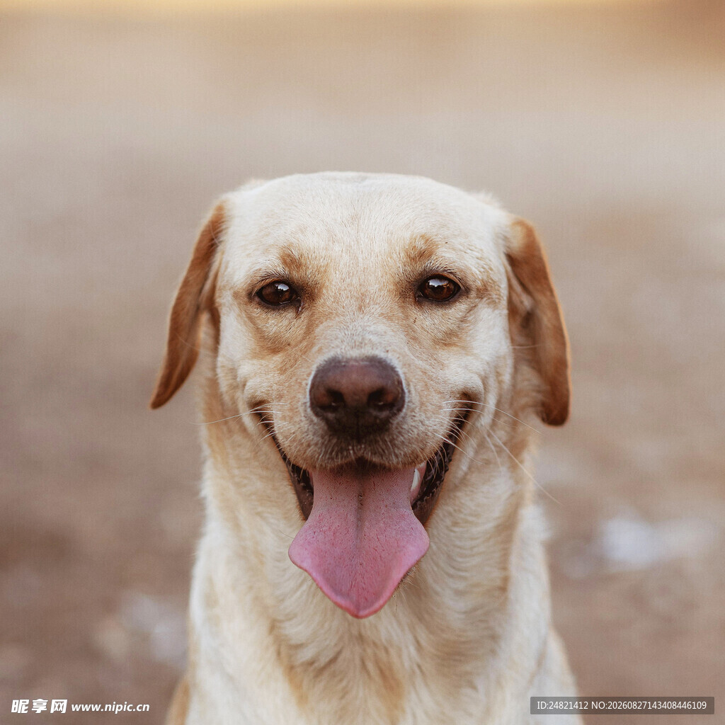 微笑的拉布拉多犬