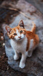 可爱三色小猫蹲坐