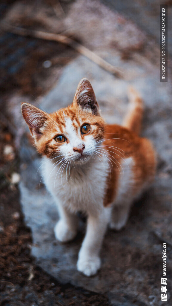 可爱三色小猫蹲坐