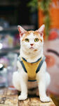 穿背带的可爱三色猫咪