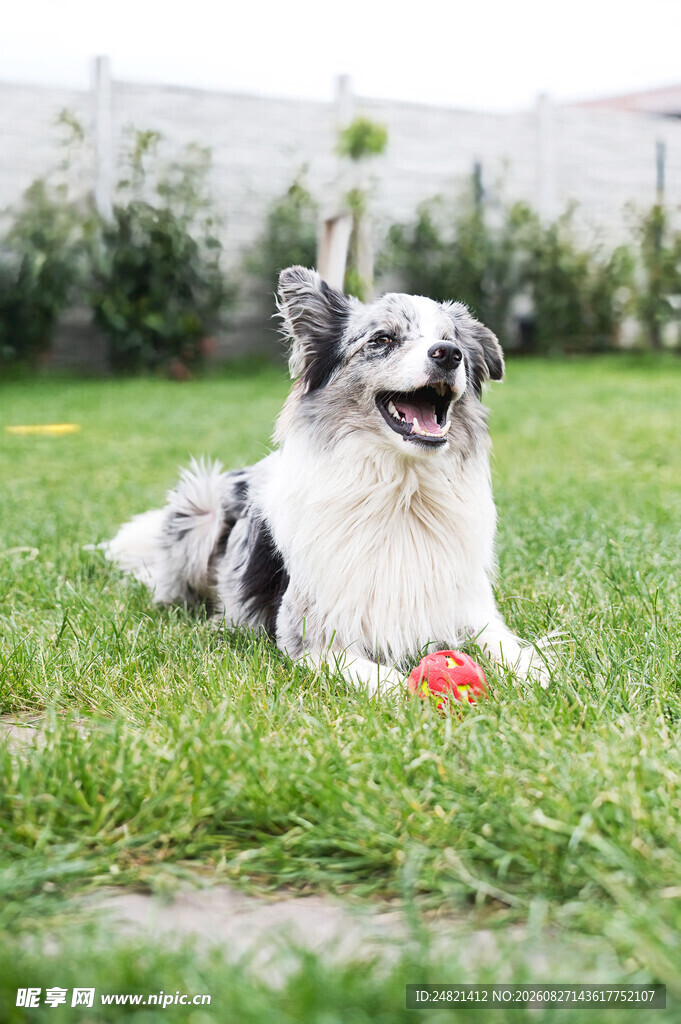 草地上的喜乐蒂牧羊犬