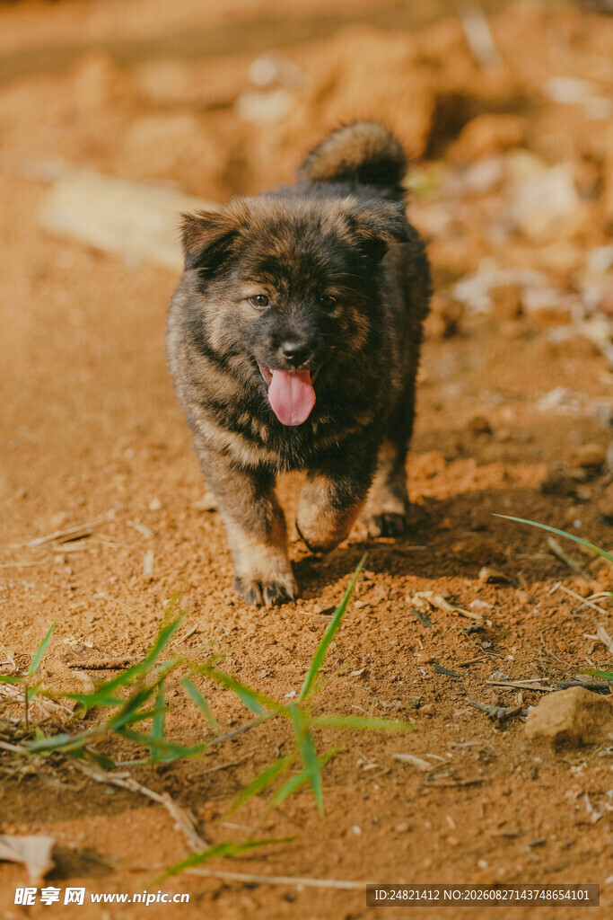 奔跑的小狗