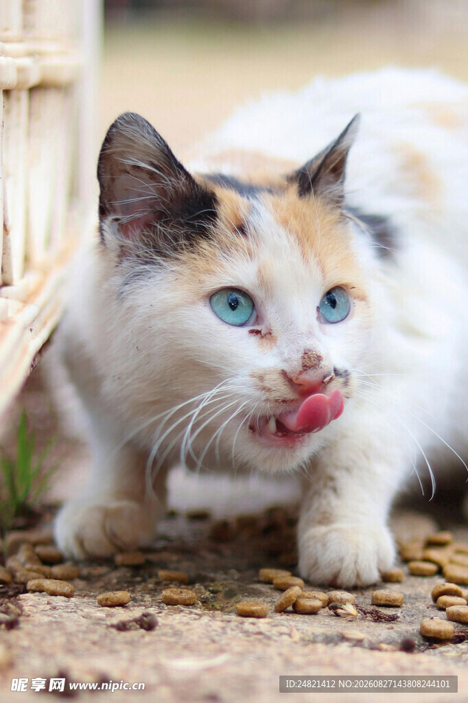 三色猫吐舌俏皮瞬间