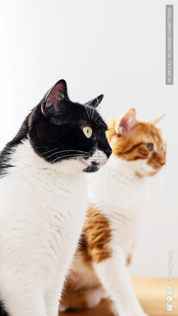 黑白橘猫同框