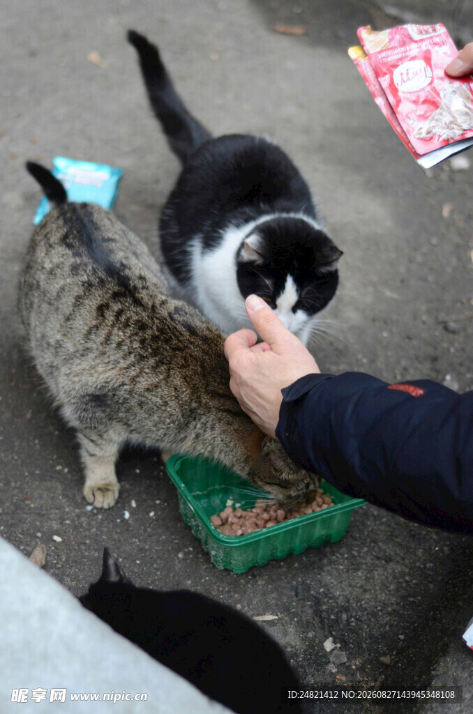 人喂猫咪互动温馨瞬间