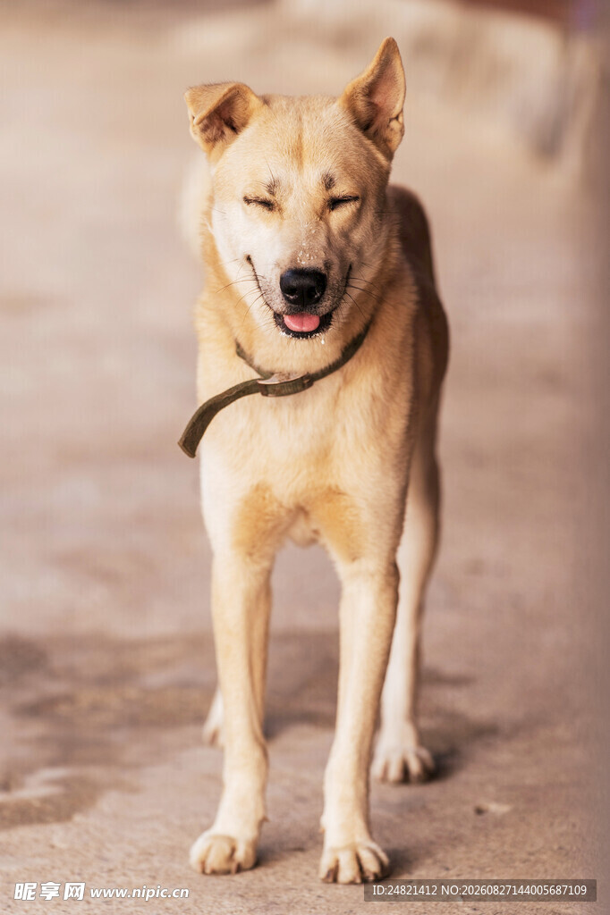 微笑的黄毛犬