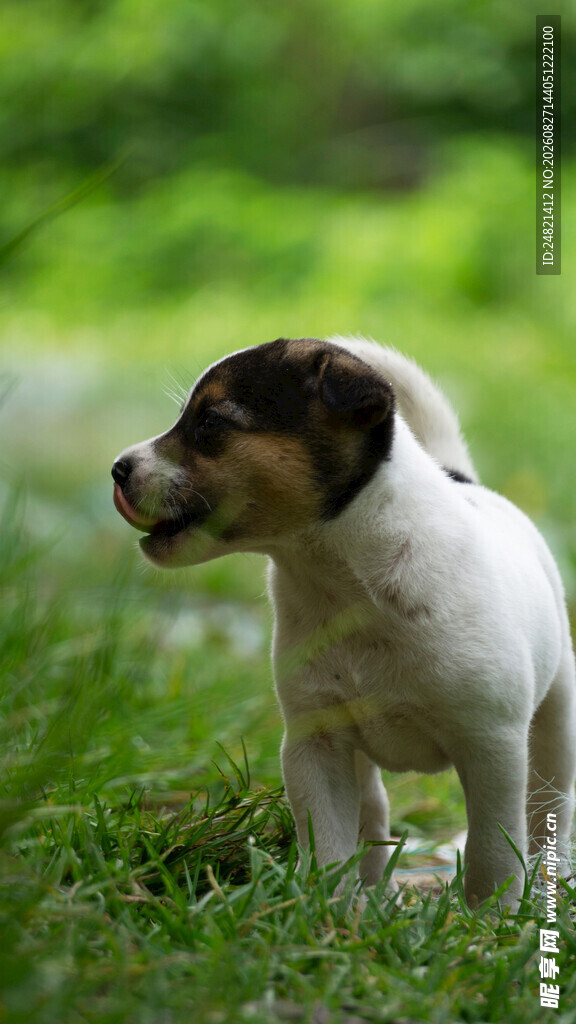草地上的可爱小猎犬