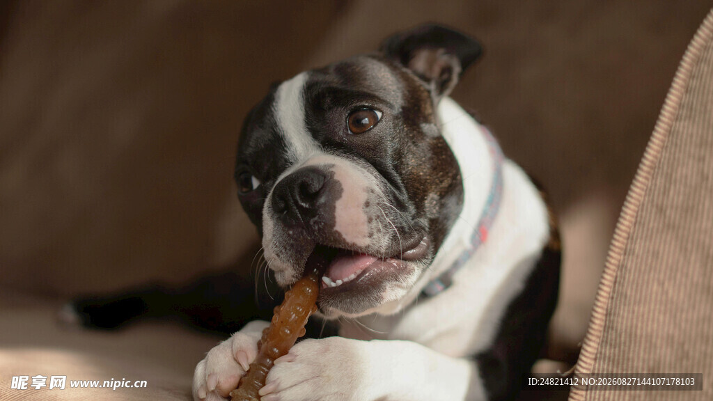 可爱斗牛犬咬着骨头玩耍