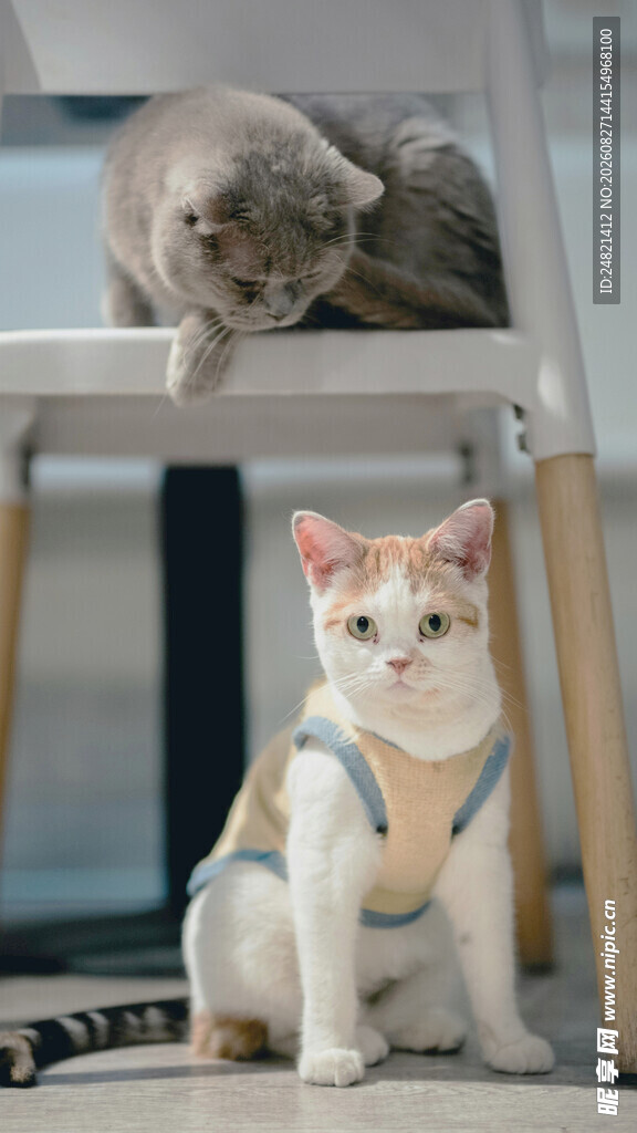 两只可爱猫咪的温馨瞬间