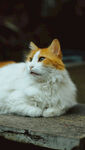 慵懒的白橘猫