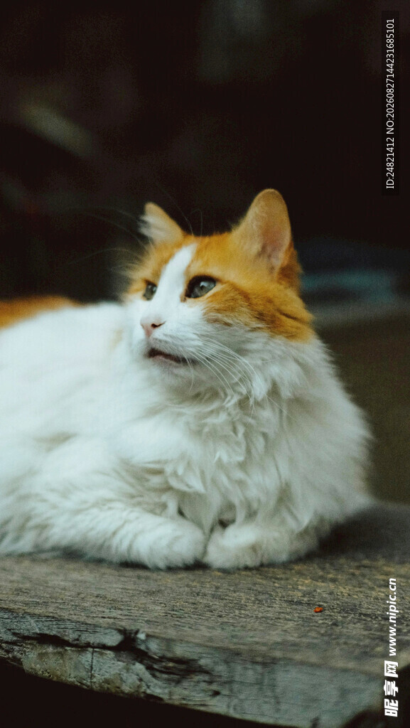 慵懒的白橘猫