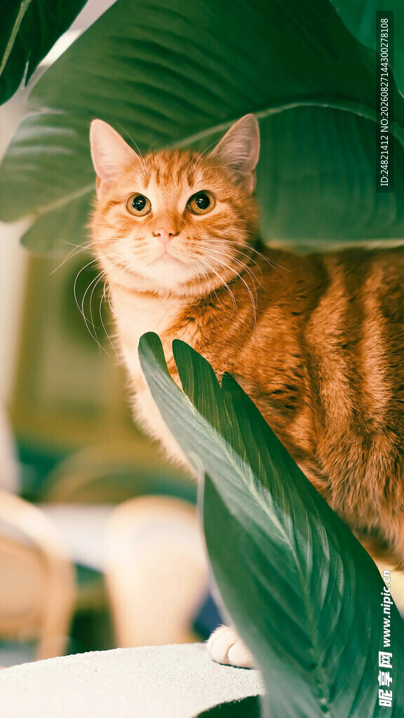 橘猫藏于绿叶间