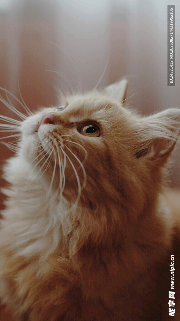 仰头的长毛猫咪