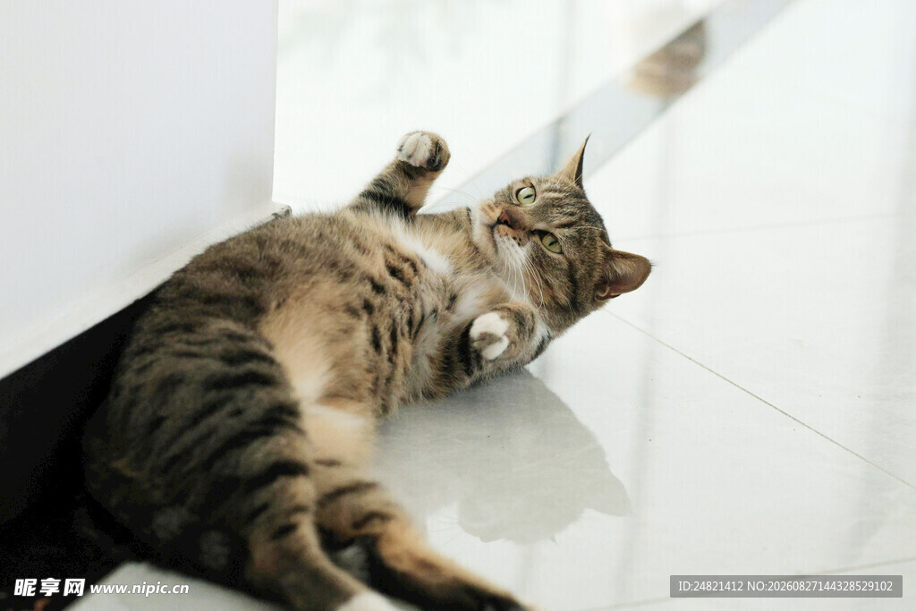 躺地猫咪玩逗猫棒