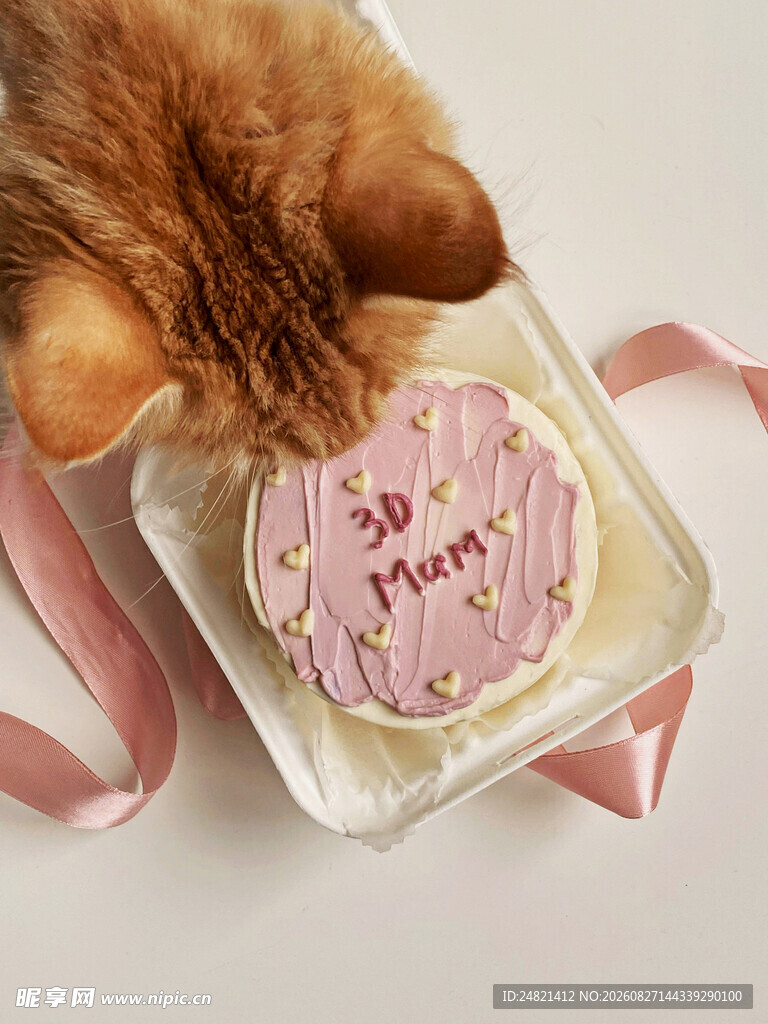 猫咪嗅闻粉色生日蛋糕