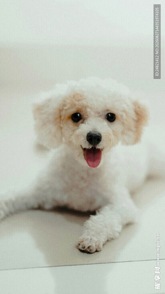 可爱比熊犬趴地卖萌
