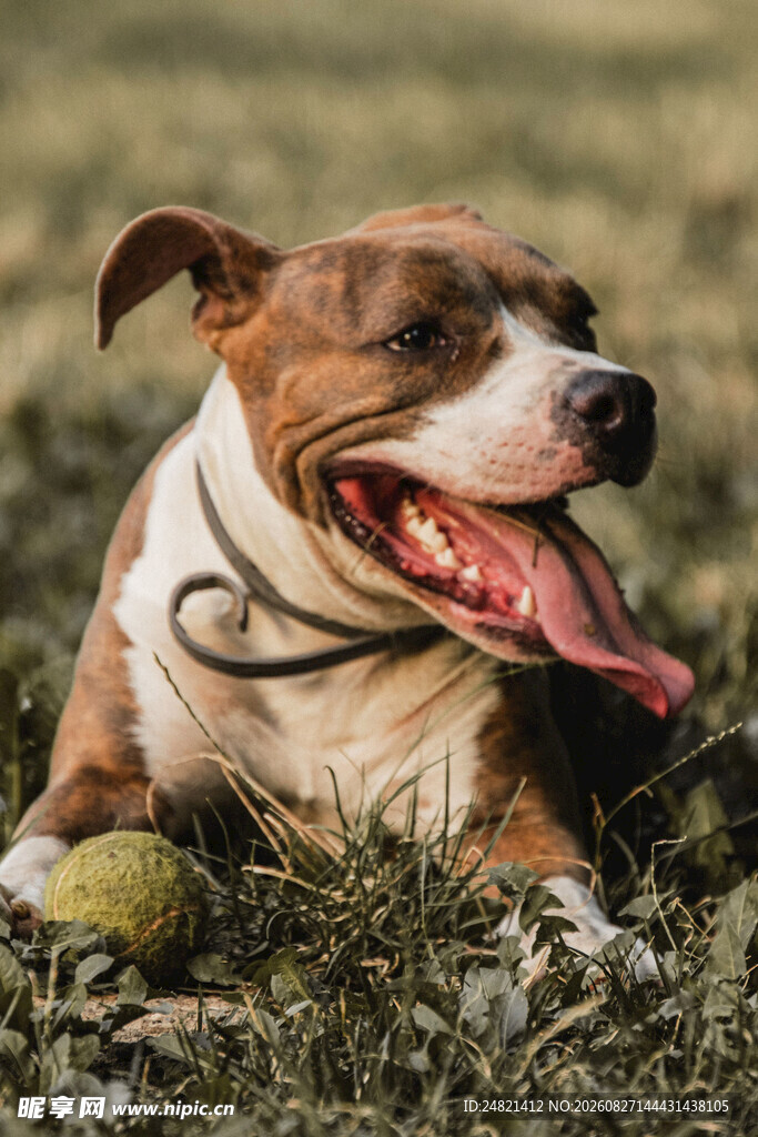 趴卧草地的可爱斗牛犬